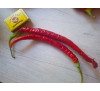 Насіння перцю гострого Кайенський довгий Джо (Cayenne Joe's Long) 
